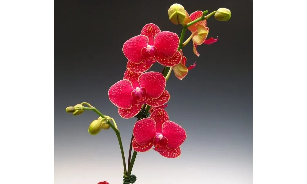 Phân bón lá giúp phong lan hấp thu dinh dưỡng nhanh