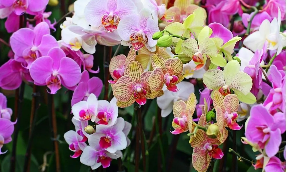 Kỹ thuật phun phân bón lá cho phong lan