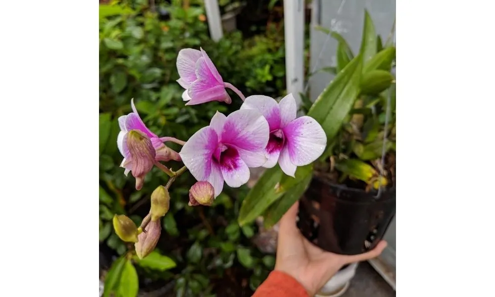 Lưu ý khi sử dụng phân bón lá cho phong lan