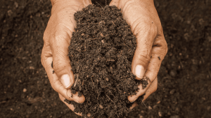 Phân Bón Làm Tăng Độ Chua Của Đất: Bí Quyết Năng Suất Nông Nghiệp Bền Vững