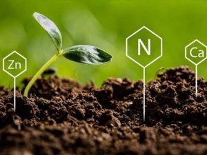 Phân Bón Vi Lượng Là Gì? Chìa Khóa Nâng Tầm Năng Suất Nông Nghiệp
