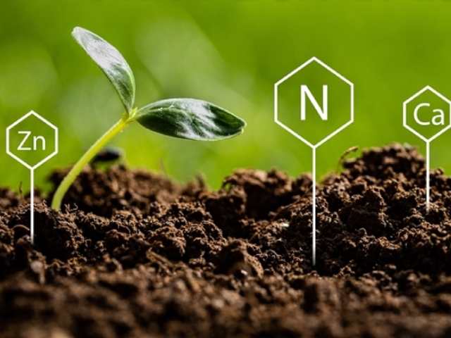 Phân Bón Vi Lượng Là Gì? Chìa Khóa Nâng Tầm Năng Suất Nông Nghiệp