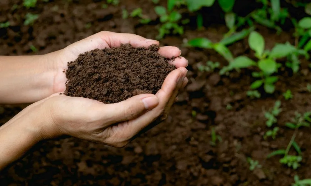 Các chủng vi sinh vật cố định đạm phổ biến