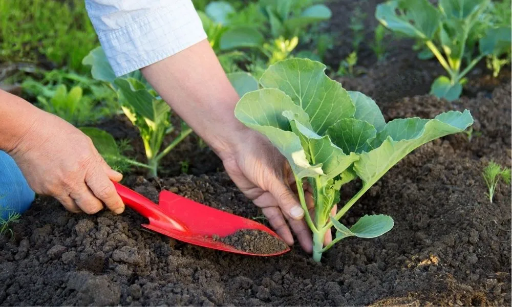 Hiệu quả kinh tế của phân bón vi sinh vật cố định đạm