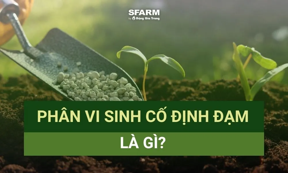 Phân vi sinh vật cố định đạm trong canh tác hữu cơ 2026