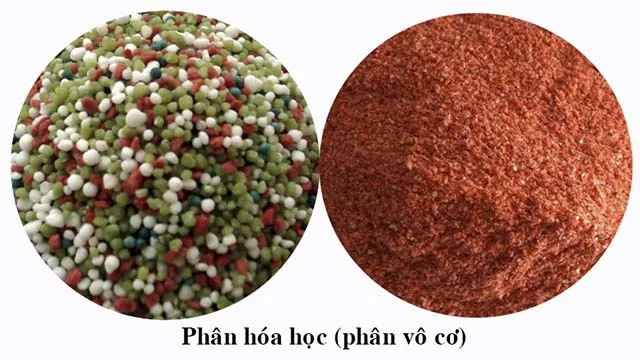 phân bón vô cơ ( phân bón hóa học)
