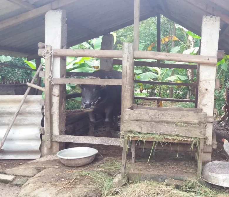 Phân chuồng ủ hoai chứa hàm lượng vi lượng tự nhiên dồi dào cho cây trồng.