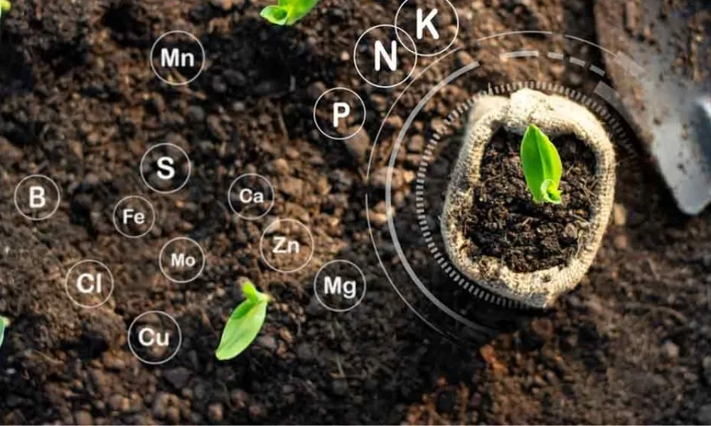 Phân bón hữu cơ vi sinh là gì? Công dụng và cách dùng hiệu quả