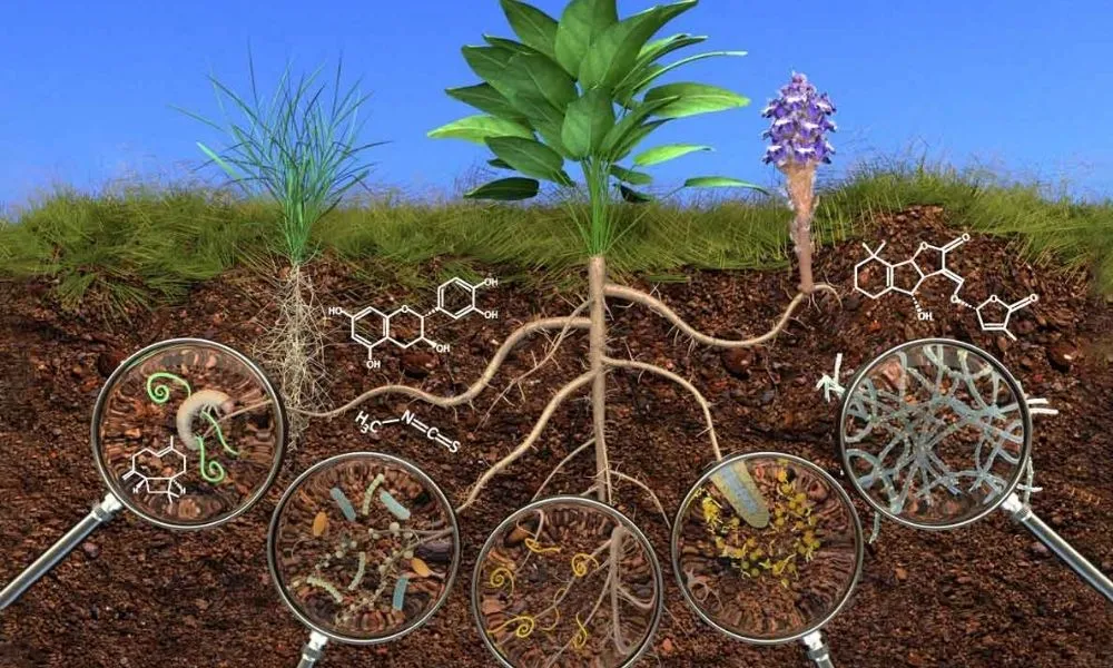 Phân bón hữu cơ vi sinh là gì? Công dụng và cách dùng hiệu quả