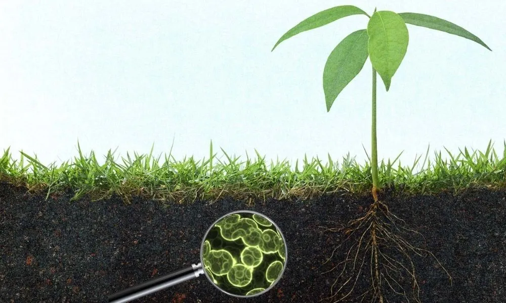 Phân bón hữu cơ vi sinh là gì? Công dụng và cách dùng hiệu quả