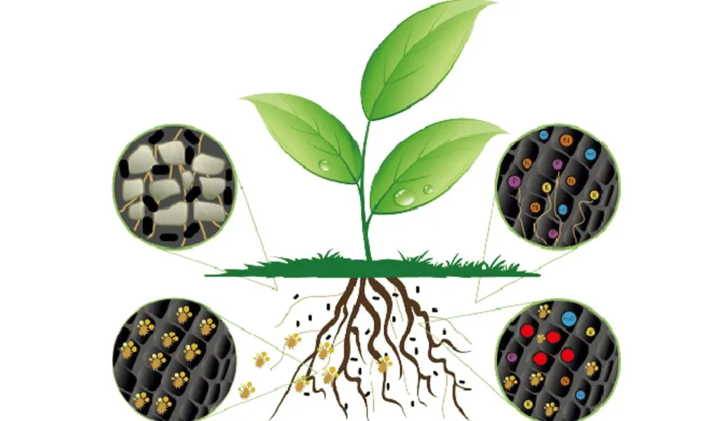 Phân bón hữu cơ vi sinh là gì? Công dụng và cách dùng hiệu quả