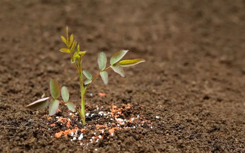 Kali đỏ dùng được cho nhóm cây thực phẩm, cây ăn trái