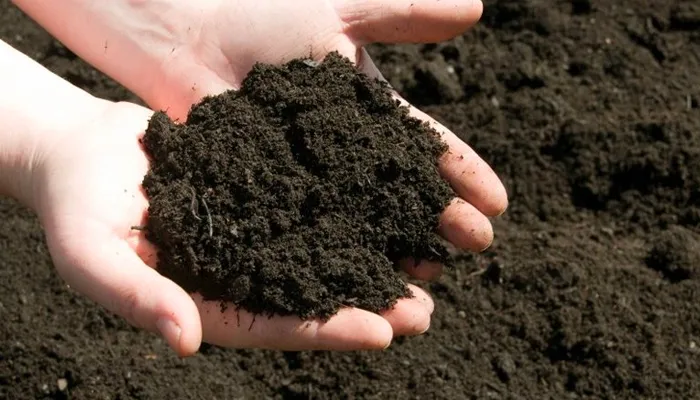 Phân vi sinh là gì?