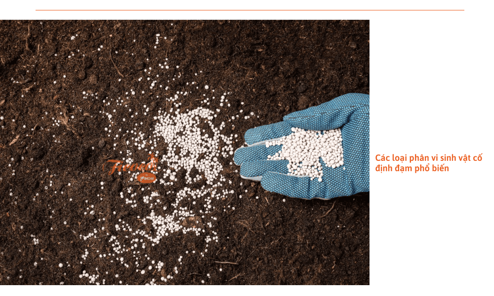 phan-vi-sinh-vat-co-dinh-dam