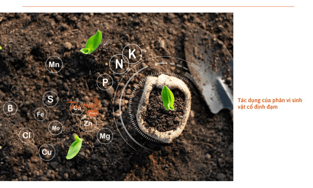 phan-vi-sinh-vat-co-dinh-dam