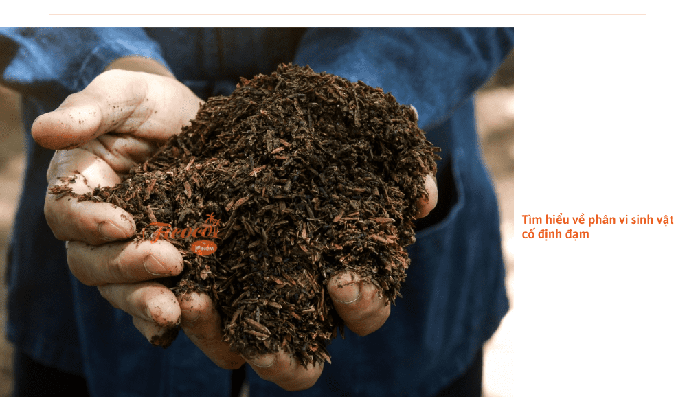 phan-vi-sinh-vat-co-dinh-dam