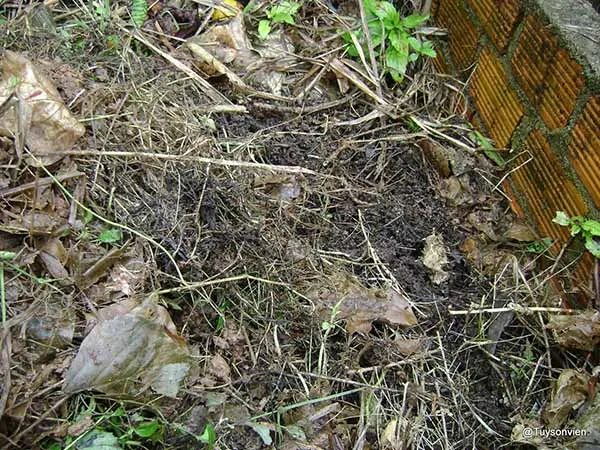 Sử dụng phân xanh làm từ thực vật tươi để bổ sung mùn và vi lượng cho đất.