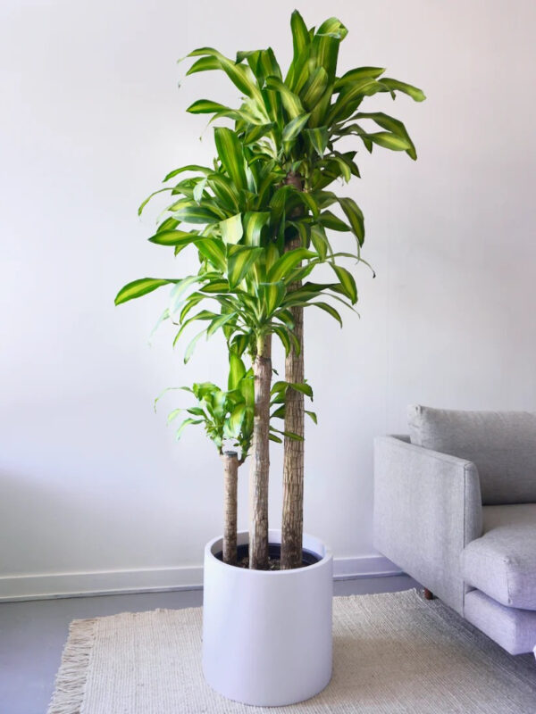 Cây Thân Gỗ Hoa Vàng: Bí Quyết Trồng Và Chăm Sóc Cho Vẻ Đẹp Bền Vững