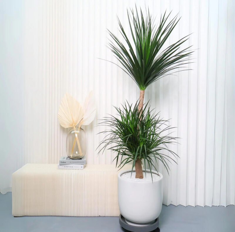 Cây Thân Gỗ Hoa Vàng: Bí Quyết Trồng Và Chăm Sóc Cho Vẻ Đẹp Bền Vững