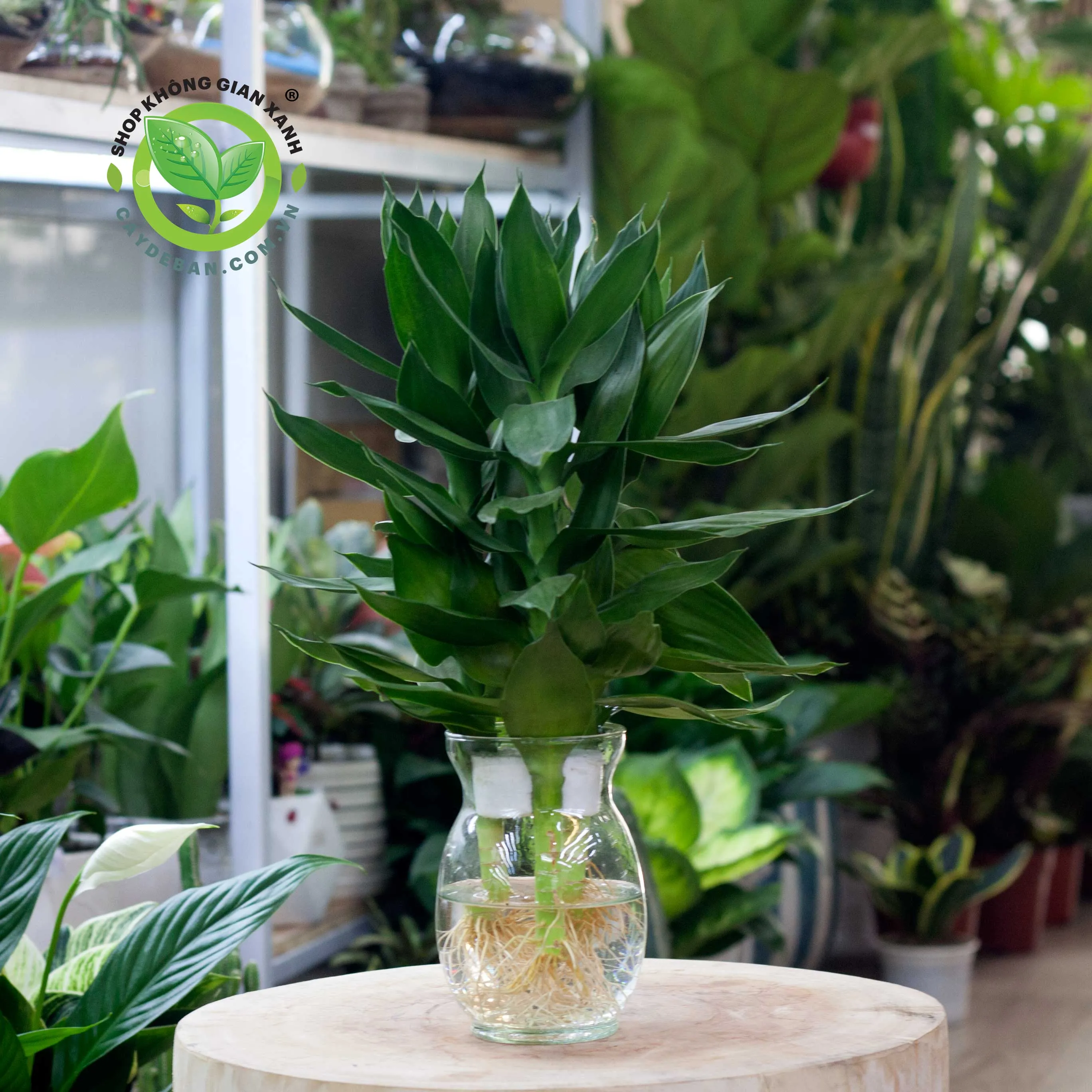 Cây Phát Tài Búp Sen trồng thủy canh