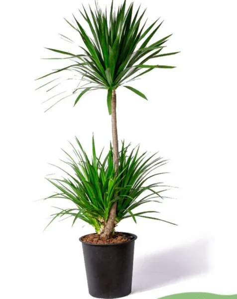 Dáng vẻ uyển chuyển của cây phát tài núi