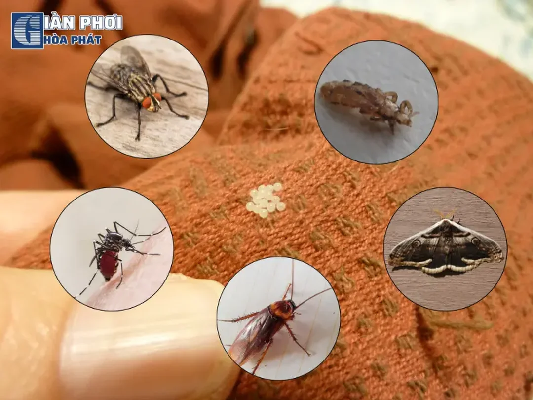 phơi quần áo có trứng côn trùng bám trên vải