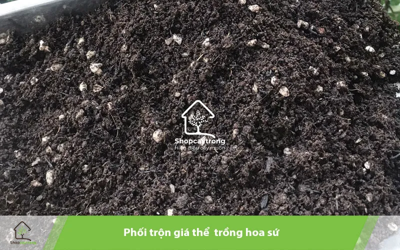Giá thể trồng hoa sứ sau trộn