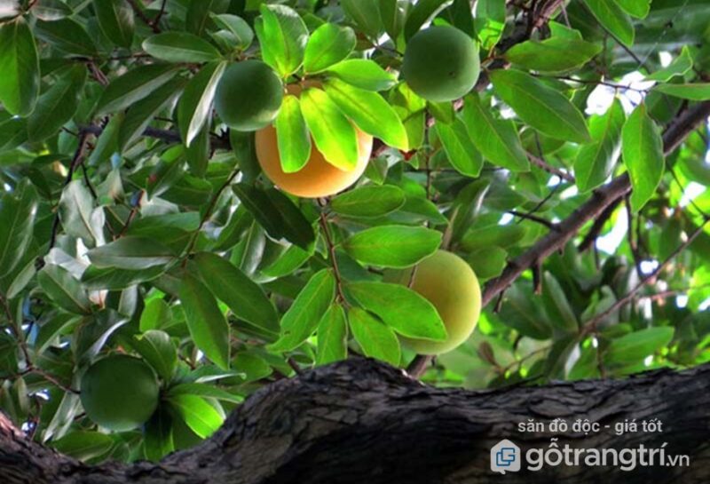 Trồng Cây Thị Trước Nhà: Ý Nghĩa Phong Thủy Và Lưu Ý Quan Trọng