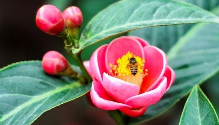 Phòng trừ sâu bệnh trong cách trồng hoa hải đường bằng hạt