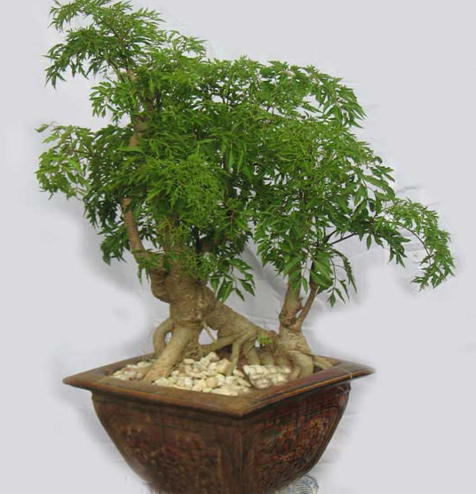 Trồng Cây Đinh Lăng Trước Nhà Có Tốt Không Và Vị Trí Hợp Phong Thủy