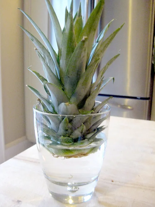 Quan sát bộ rễ trắng khỏe mạnh trước khi tiến hành chuyển cây sang môi trường đất hoặc giá thể