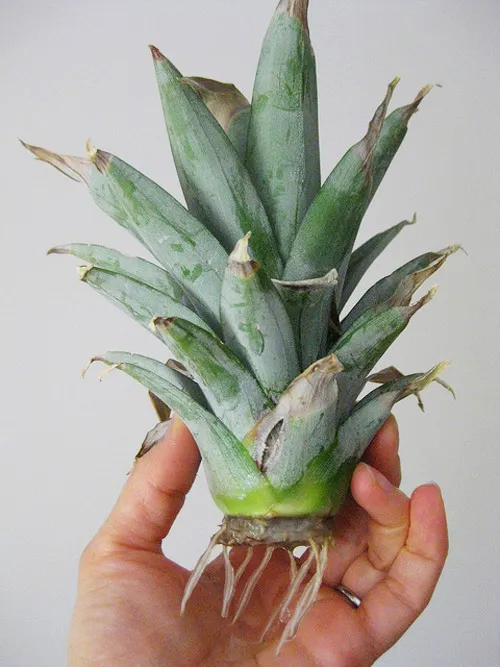 Hướng dẫn cách tưới nước vào bẹ lá để bổ sung độ ẩm cho cây dứa theo đặc tính sinh lý tự nhiên