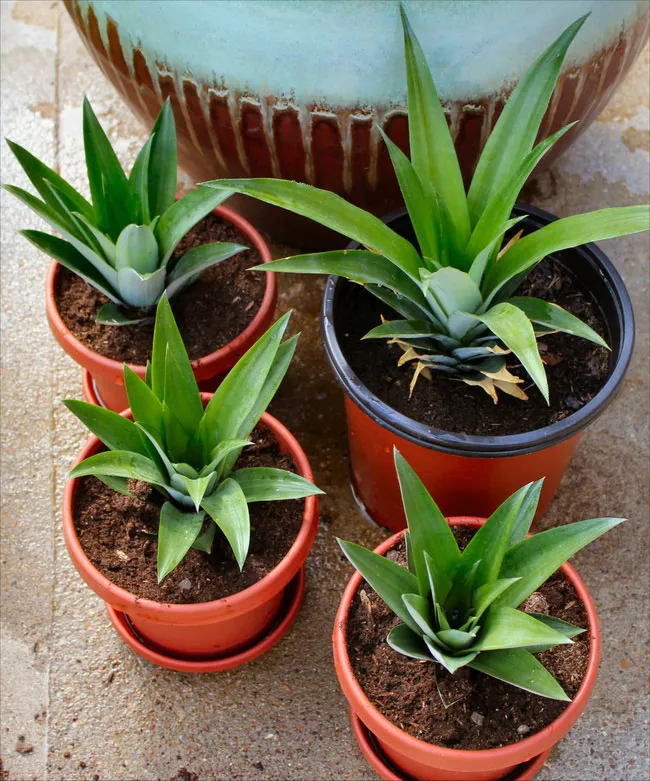 Cây dứa bắt đầu phát triển những lá non mới từ trung tâm, báo hiệu sự thích nghi hoàn hảo với môi trường