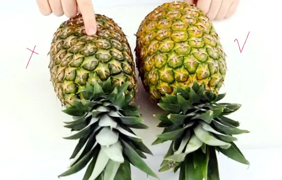 Các vật liệu cần thiết để thực hiện quy trình nhân giống dứa vô tính tại nhà