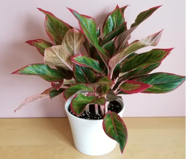 Cây phú quý với viền lá đỏ hồng sang trọng