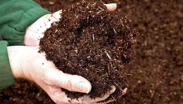 Phối trộn đất trồng khi trồng cây khế trong chậu cảnh