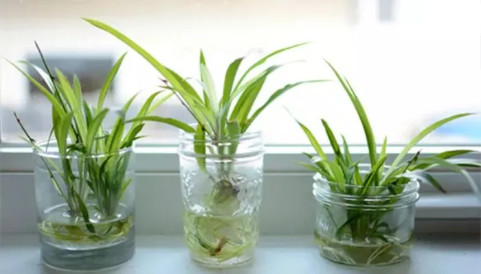 Phương pháp trồng cây lá dứa thủy canh hiệu quả