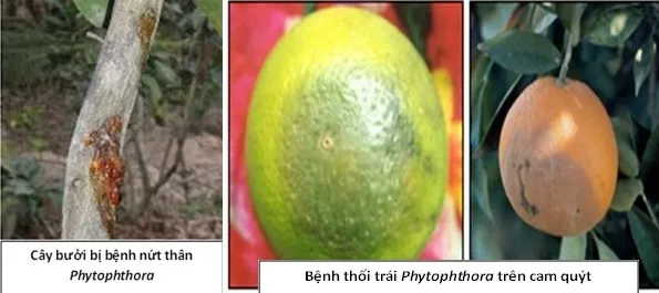 Nấm Phytophthora gây thối quả bưởi