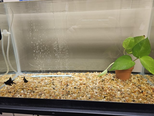 Cây Trồng Trong Nước Nuôi Cá: Nghệ Thuật Thủy Sinh Mang Thiên Nhiên Vào Không Gian Sống