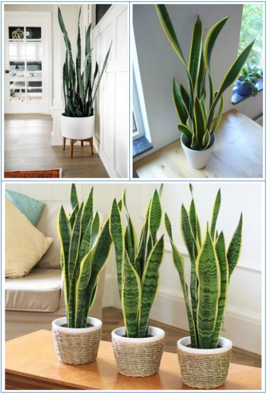 Trồng Cây Trước Cửa Nhà: Hóa Giải Lời Răn Của Cổ Nhân Cho Cuộc Sống Hiện Đại