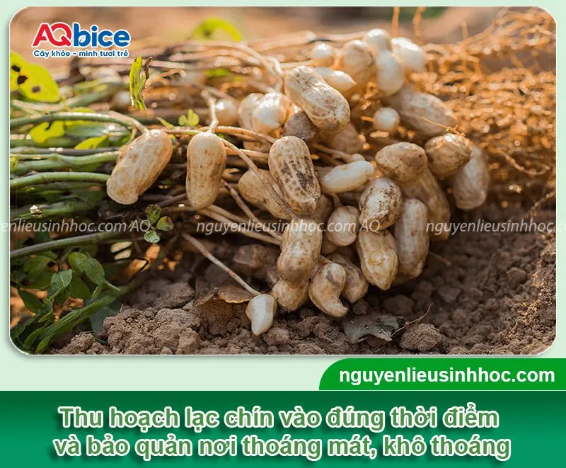 Thời vụ trồng lạc ở miền Bắc cho củ to, năng suất cao