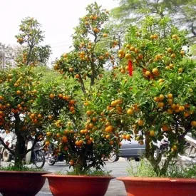 Cây Quất trưng Tết 2020