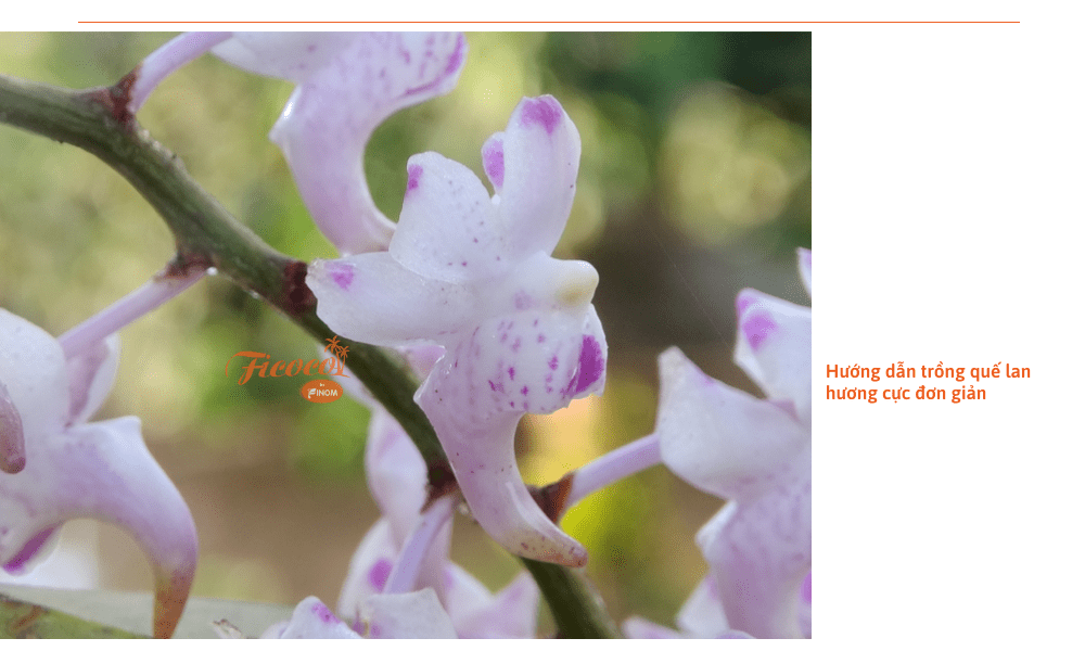 que-lan-huong