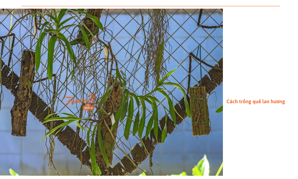 que-lan-huong