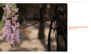 Quế lan hương: Cách trồng, chăm sóc và những công dụng tuyệt vời