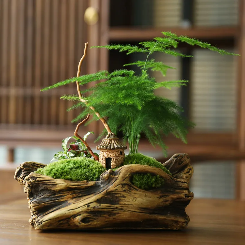 Cây hợp tuổi Quý Hợi