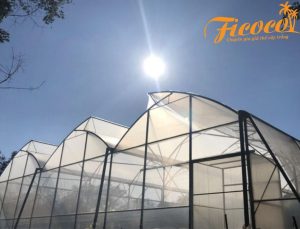 QUY TRÌNH KĨ THUẬT TRỒNG CÀ CHUA TRÊN GIÁ THỂ