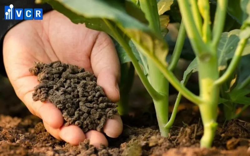 Cấu trúc quy trình sản xuất phân bón vi sinh khép kín nhằm đảm bảo hoạt tính sinh học