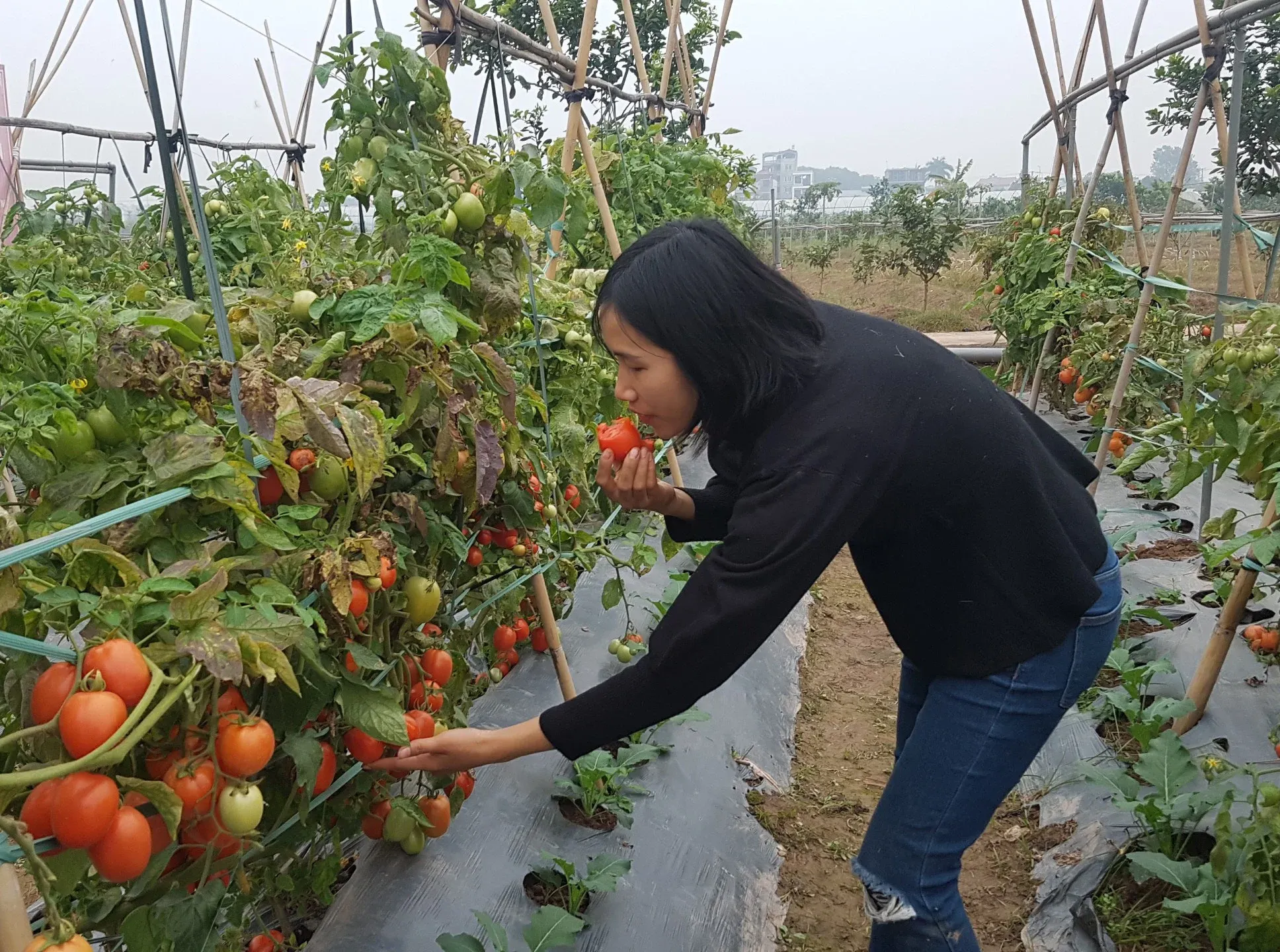 Rau hữu cơ tại HTX Cuối Quý được kiểm soát nghiêm ngặt, sạch đến mức có thể ăn ngay tại vườn.