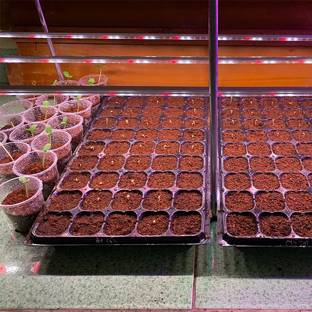 ươm mầm rau giống bằng đèn led